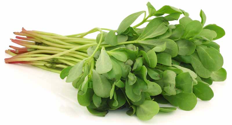 purslane (Portulaca oleracea) on a white background